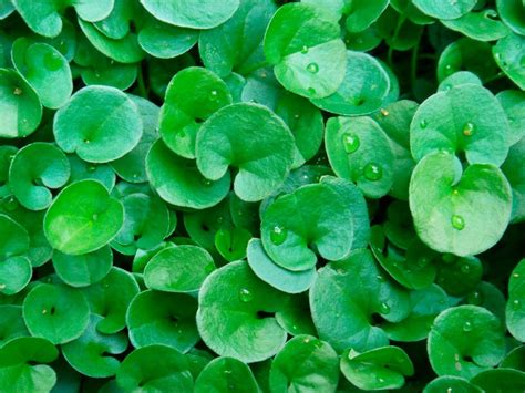 Dichondra lawn. Things To Know About Dichondra lawn. 